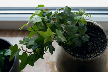 plant, window, interior, pot, home, house, houseplant, indoor, room, decoration, flower, green,...