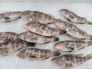 Grouper Mixed , fresh fish on the market