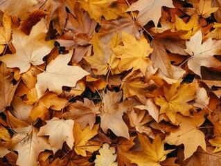 Glorious Gold: A Stunning Close-Up of Yellow Autumn Leaves on the Ground