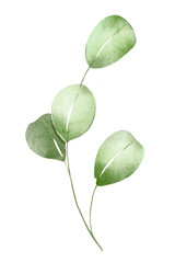 Branch leaves, watercolor hand drawing botanical  illustration.