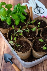Picking sage seedlings into peat pots. Growing herbs on the windowsill and in the garden.