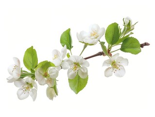 Naklejka premium Blossoming Apple Branch: A Symbol of Spring