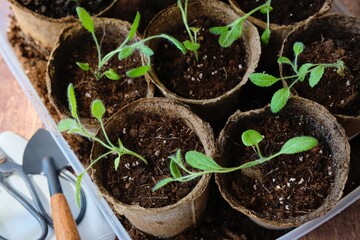 Picking sage seedlings into peat pots. Growing herbs on the windowsill and in the garden.