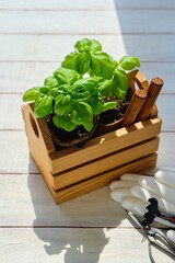 Basil bushes in peat pots in a wooden flowerpot on a light wooden background. Planting seedlings, growing seedlings. Indoor floriculture. Vegetable garden on the windowsill.