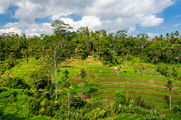 Rice fields in Tegalalang, Bali	