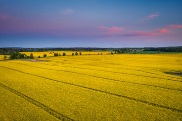 Yellow rapeseed field at sunset in northern Poland