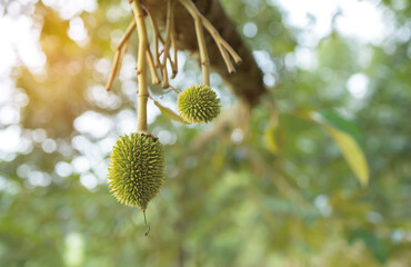 Fresh small durian on tree in Thailand,  small durians waiting to be planted until they are ready to be harvested