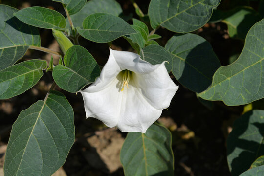 Thorn apple Inka flower