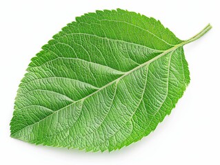 Obraz premium Vibrant Freshness: Green Apple Leaf in Isolation on White Background