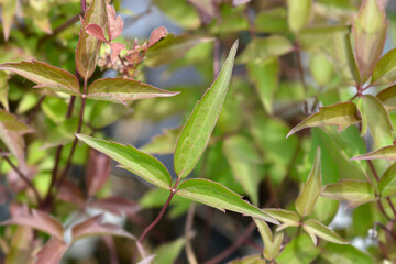 Mountain clematis Rubens leaves