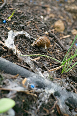 Nacktschnecke - Schneckenkorn 