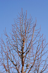 Caucasian lime tree in winter