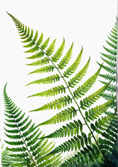 a close up of a green leaf on a white background