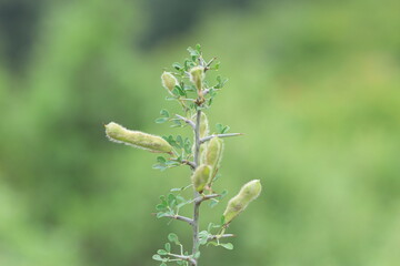 seedpods of hairy thorny broom 