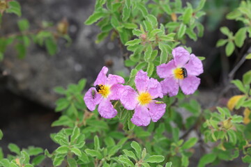 Cistus creticus is a species of shrubby plant in the family Cistaceae. 