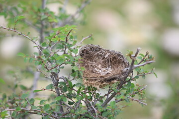 an abandoned bird nest on tree	