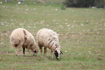 Fototapeta premium sheep and lambs grazing in the field