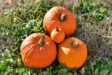 ハロウィンカボチャ