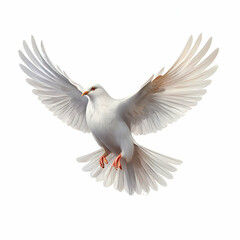 dove isolated on white
