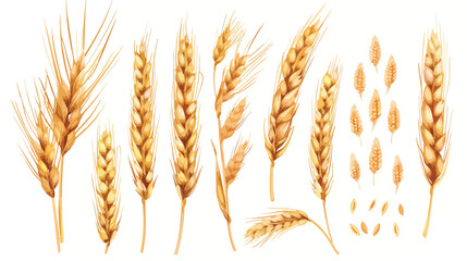 Wheat spikelets with ears grains stems and spikes