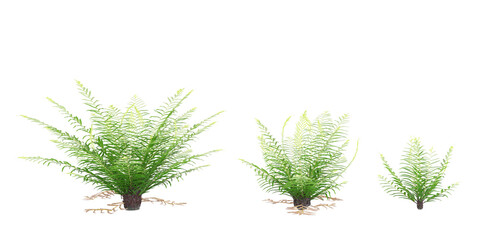 Isolated Sword fern on a white background © Saifstock