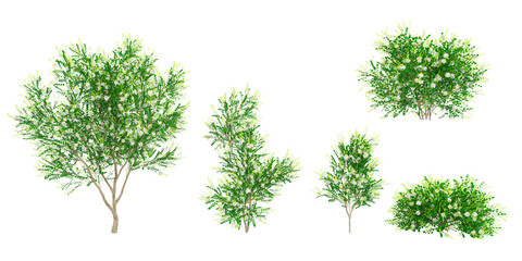 set of Acacia trees on transparent background, 3D rendering
