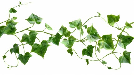 Obraz premium Wild morning glory leaves tropical plant climbing on twisted jungle liana isolated on white background, clipping path included