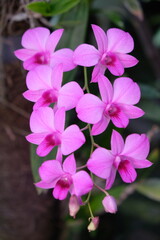 anggrek Larat is one of the flowers of Indonesian identity, especially in Maluku. This plant has the scientific name Dendrobium phalaenopsis. Larat orchids have two names in common Dendrobium bigibbum
