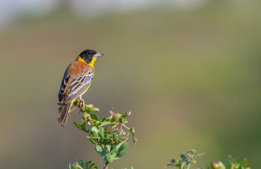 Black-headed Bunting (Emberiza melanocephala) migrates from Africa to Asia and Europe to breed in summer. It is a songbird.