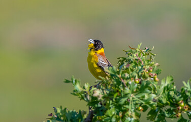 Black-headed Bunting (Emberiza melanocephala) migrates from Africa to Asia and Europe to breed in...