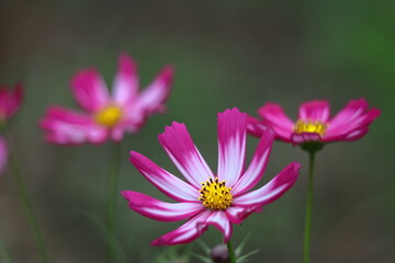 秋風に揺れて咲く
