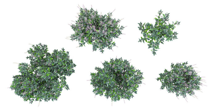  Top view of Strobilanthes plants isolated on white background, tropical trees isolated used for design
