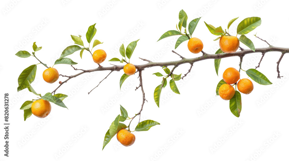 Wall mural branch of orange tree with fruits isolated on white or transparent png - Wall murals