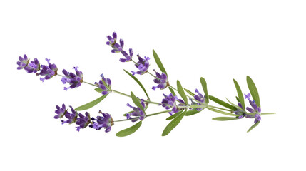 lavender isolated on white or transparent png © David Kreuzberg