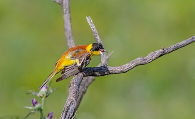 Black-headed Bunting (Emberiza melanocephala) migrates from Africa to Asia and Europe to breed in summer. It is a songbird.