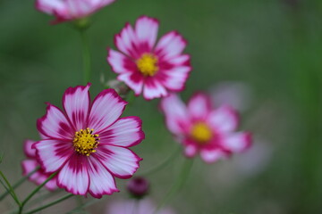 Obraz premium 秋風に揺れて咲く