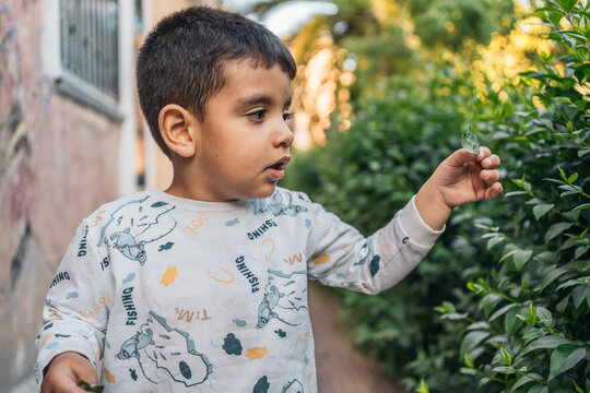 Young child in a garden touching leaves with focused expression. Young boy filled with curiosity and innocence exploring the natural environment. Touching leaves and plants in a sunny garden