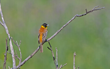 Black-headed Bunting (Emberiza melanocephala) migrates from Africa to Asia and Europe to breed in summer. It is a songbird.