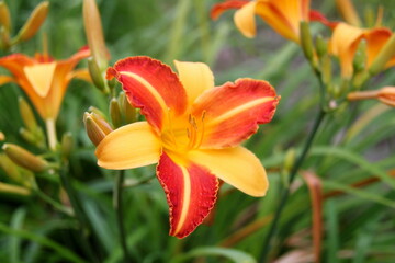 Orange lily. Fresh bright orange lily in green garden. Branch of orange lily with buds against blurred background. Colorful orange lily flower in summer as design card for womens day or mothers day.