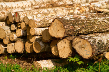 A stack of logs lying on the forest floor, surrounded by trees and foliage