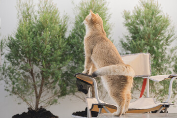happy and relax concept with british cat play on camping chair in the garden on the morning