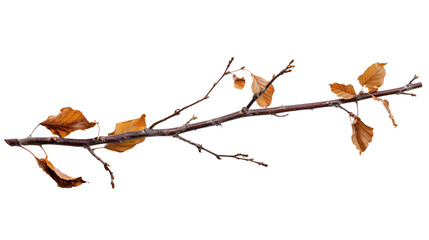 autumnal twig branch with brown dry leaves isolated