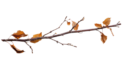 autumnal twig branch with brown dry leaves isolated