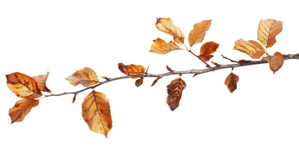 autumnal twig branch with brown dry leaves isolated