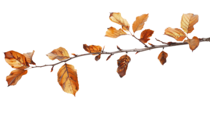 autumnal twig branch with brown dry leaves isolated