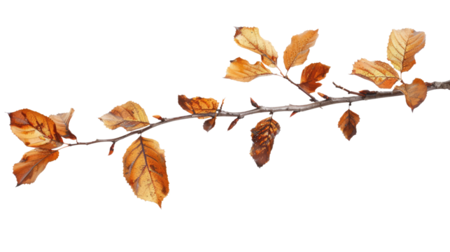 autumnal twig branch with brown dry leaves isolated