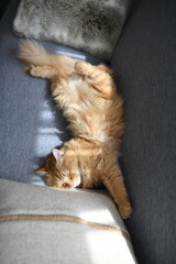 日向の当たるソファで昼寝する猫（マンチカン）