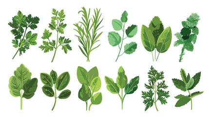 Set of fresh green herbs on white background Vector illustration
