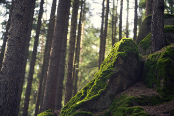 Big moss-covered rock in the European forest. Sunlight on the dark green moss. A moody landscape detail in the woods.