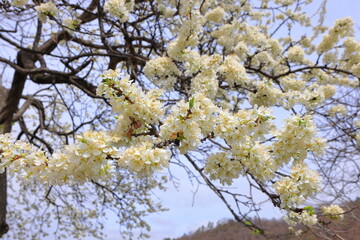  Cherry trees near Otsuyama Jisso Temple at Mukawacho Yamataka, Hokuto, Yamanashi, Japan
